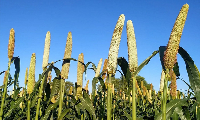 How To Prevent Downy Mildew In Millet Crop Details, Downy Mildew ,millet Crop, How To Prevent Downy Mildew In Millet Crop Details, Downy Mildew ,millet Crop,-TeluguStop.com