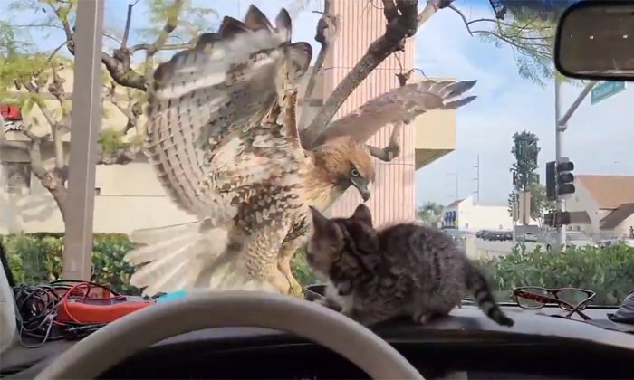  Kitten Saved By Car Windshield From Being Attacked By Eagle Video Viral Details,-TeluguStop.com