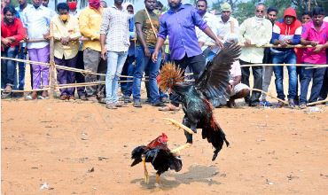  Ambedkar Konaseema District Is A Boom In Chicken Racing-TeluguStop.com