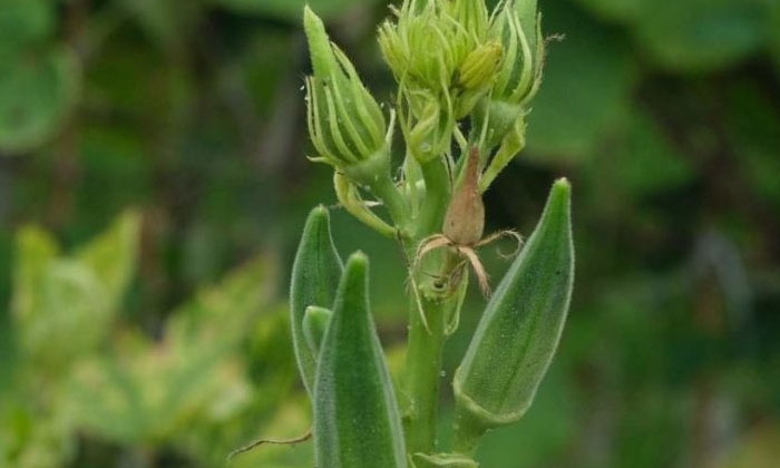 Telugu Finger, Panchagavya, Tulsi Aloe Vera-Latest News - Telugu