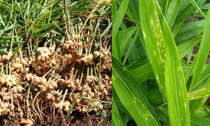  Proprietary Methods To Prevent Leaf Spot Pests Of Ginger Crop, Ginger Crop , Lea-TeluguStop.com