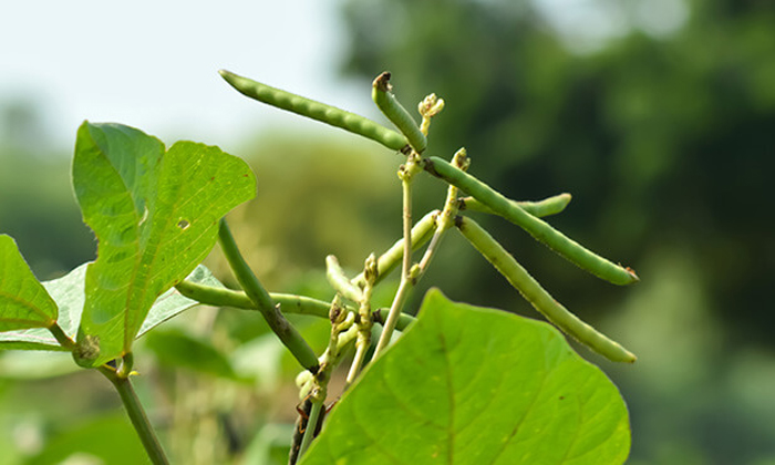  Pests Prevention In Green Gram Cultivation Details, Pests Prevention ,green Gram-TeluguStop.com