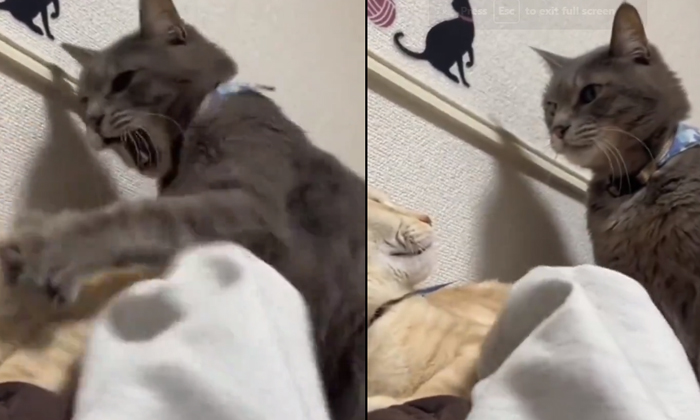  See How This Loyal Cat Protects Its Owner Video Viral Details, Viral Video, Cat-TeluguStop.com