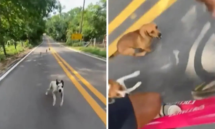  Stray Dogs Chasing Cyclist Video Viral On Social Media Details, Viral Video, Lat-TeluguStop.com