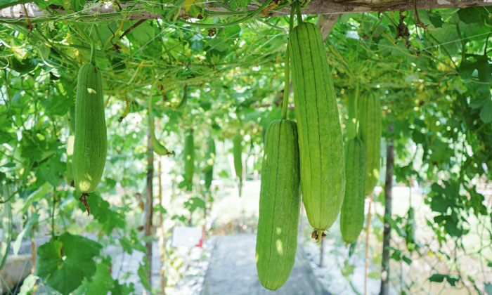 Telugu Agriculture, Farmers, Jaggery, Vegetable Crops, Vine Vegetables, Yields-L