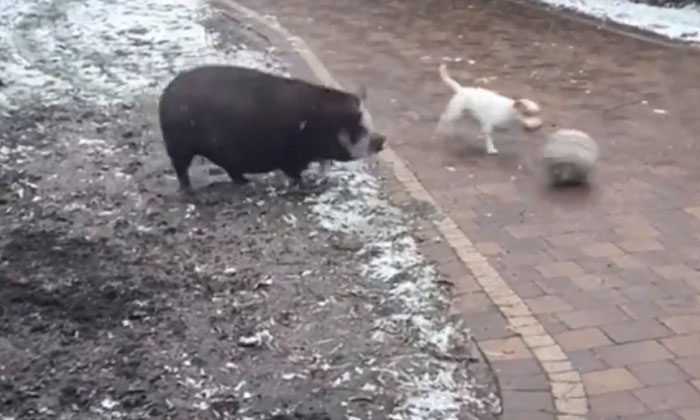  A Dog And A Pig Playing With A Ball, Viral Video, Viral News, Dog, Pig, Playing-TeluguStop.com