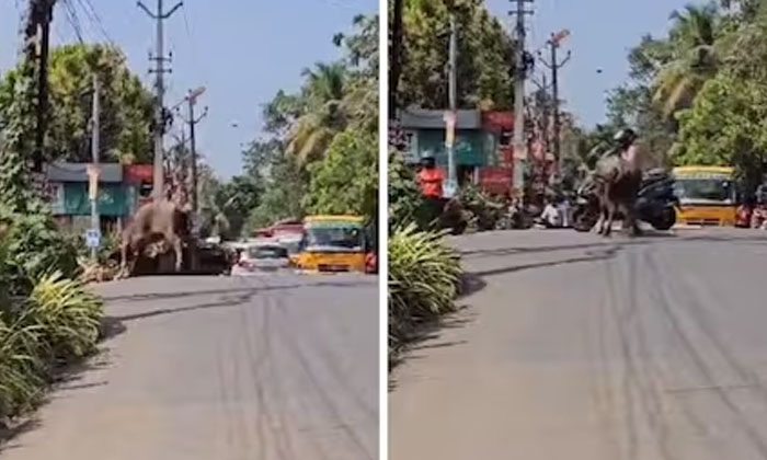  A Video Of A Bull Attacking A Scooter Rider Has Gone Viral-TeluguStop.com