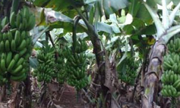 Telugu Banana Crop, Banana, Black Sigatoka, Sunshine, Yellow-Latest News - Telug