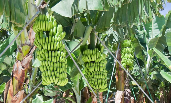  Actions For The Prevention Of Yellow And Black Sigatoka Pests That Are Expected-TeluguStop.com