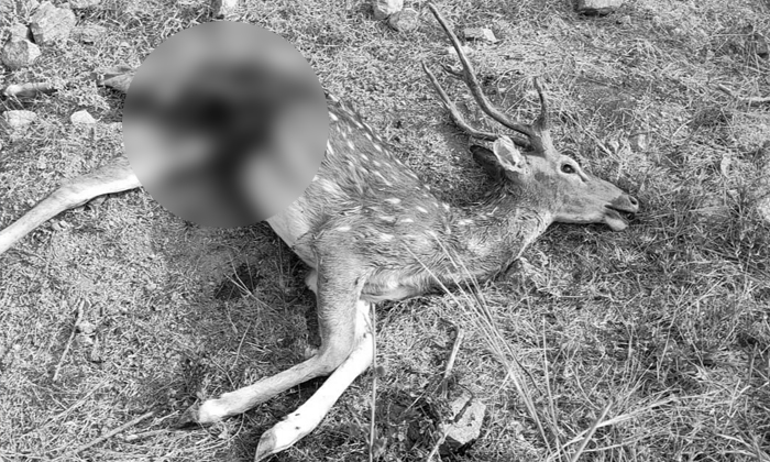  Another Deer Died In The Attack Of Stray Dogs, Deer Died , Stray Dogs, Deer, Nal-TeluguStop.com