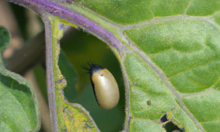 Telugu Brinjal, Brinjal Crop, Farmers, Insects, Quinolphos, Shell Insects-Latest