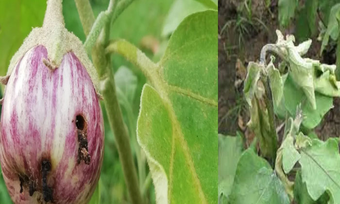  Proprietary Methods To Prevent Shell Insects That Cause Severe Damage , Brinjal-TeluguStop.com