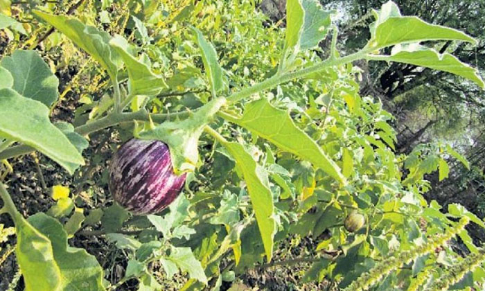 Telugu Brinjal, Brinjal Crop, Farmers, Insects, Quinolphos, Shell Insects-Latest