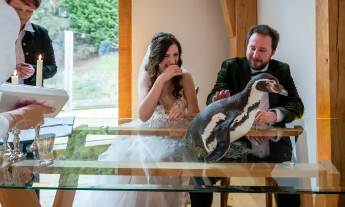  British Couple Surprises Guests With Penguin Ring Bearer At Wedding-TeluguStop.com