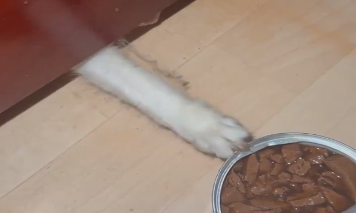 Funny Cat Taking Food Hilarious Video Viral Funny Cat Taking Food Hilarious Video Viral-TeluguStop.com