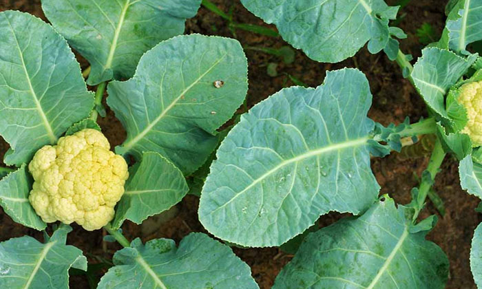 Telugu Agriculture, Cauliflower, Copper, Farmers-Latest News - Telugu