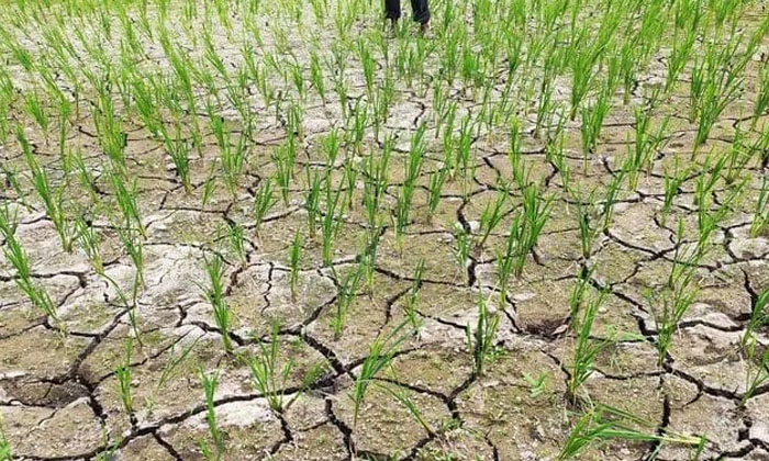  Crops Drying Up Due To Groundwater Depletion , Groundwater Depletion, Gurrampodu-TeluguStop.com
