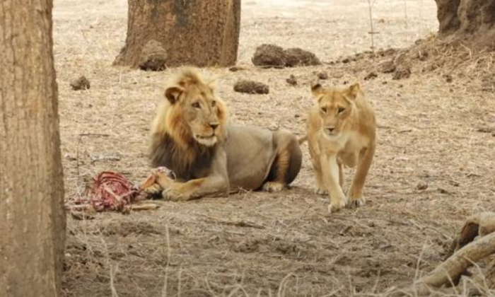  Lioness Flirts With Male Just To Steal His Food Viral Video-TeluguStop.com