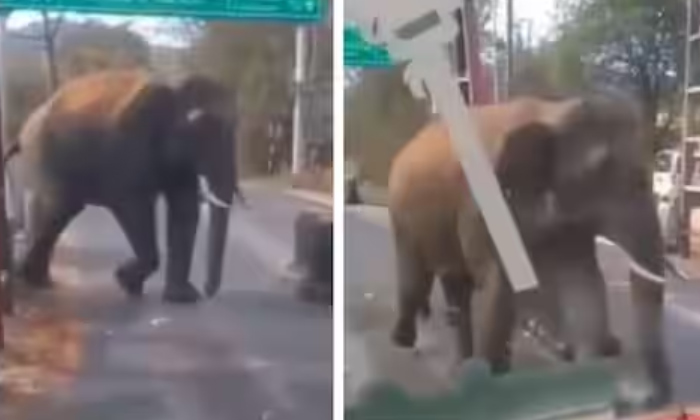  Driver Stops Bus For Wild Elephant Crossing Forest Road Viral Video-TeluguStop.com