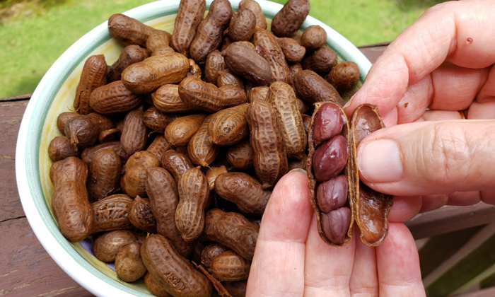 Telugu Boiled Peanuts, Boiledpeanuts, Tips, Latest, Peanuts-Telugu Health