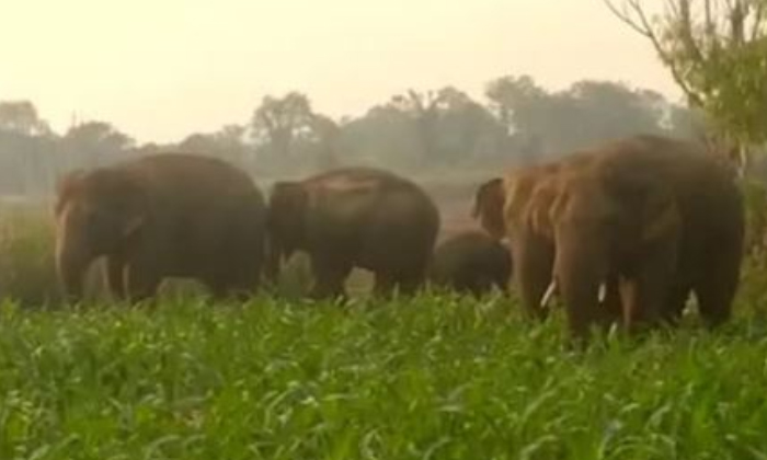  Elephants Attack In Chittoor District ,chittoor District ,elephants Attack,crime-TeluguStop.com