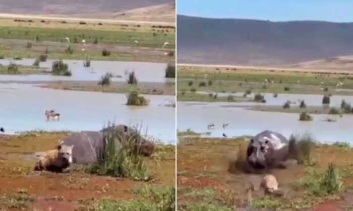  A Hyena Escaped From A Hippo Attack In The Blink Of An Eye If You Watch The Vid-TeluguStop.com