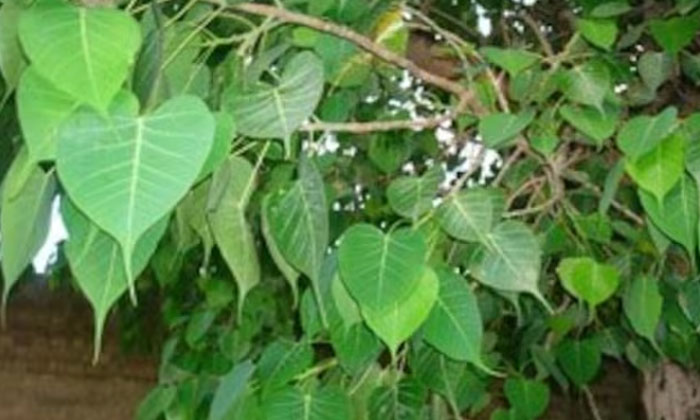  If You Do This With The Leaves Of The Ravi Tree The Pain Of Debts Will Surely B-TeluguStop.com