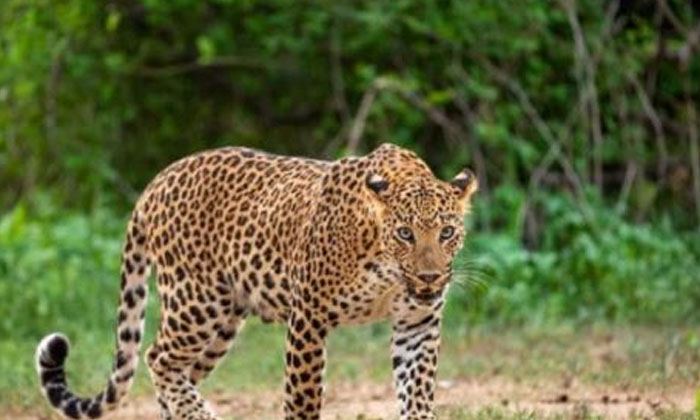  Cheetahs In Varli Anantapur District-TeluguStop.com