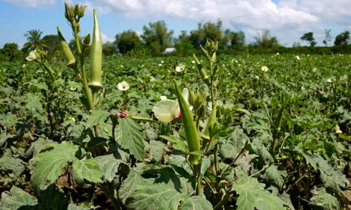  How To Sow Okra Crop Techniques In Nutrient Management-TeluguStop.com