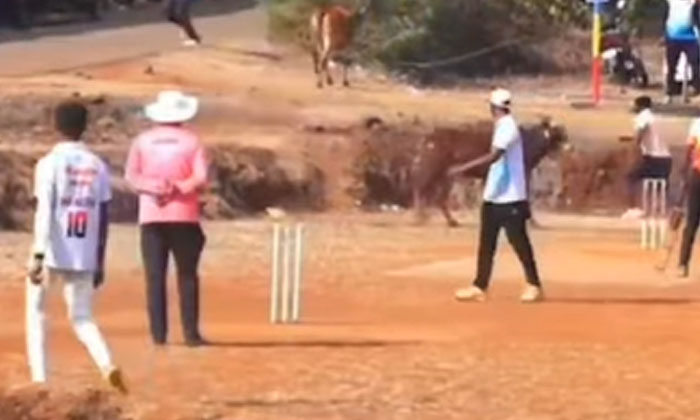  Laughter Video Of Cricket Match Stopped Due To Unexpected Guest-TeluguStop.com