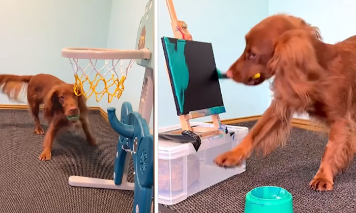  This Dog Is Also Painting Viral On Social Media-TeluguStop.com