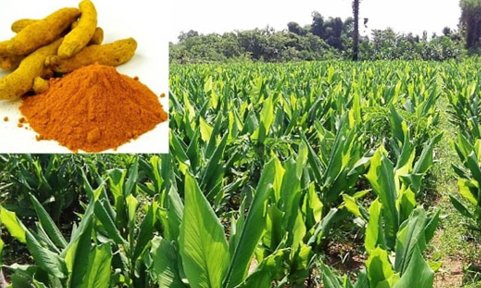  Measures To Prevent Palm Pests That Cause Serious Damage To The Turmeric Crop-TeluguStop.com