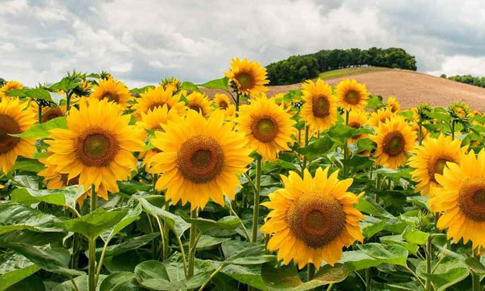 Telugu Agriculture, Birds, Sunflower, Thyrum-Latest News - Telugu