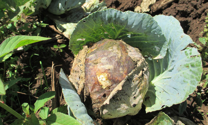 Telugu Black Soils, Cabbage, Methodsblack, Pets, Ph, Red Soils-Latest News - Tel