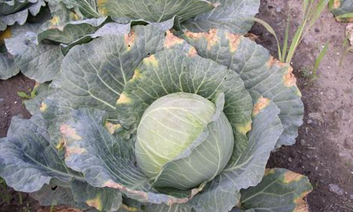 Telugu Black Soils, Cabbage, Methodsblack, Pets, Ph, Red Soils-Latest News - Tel