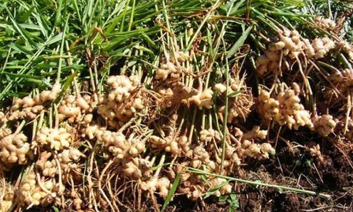 Telugu Blackplastic, Copper, Oxysporum, Ginger Crop, Pusariumwilt-Latest News -