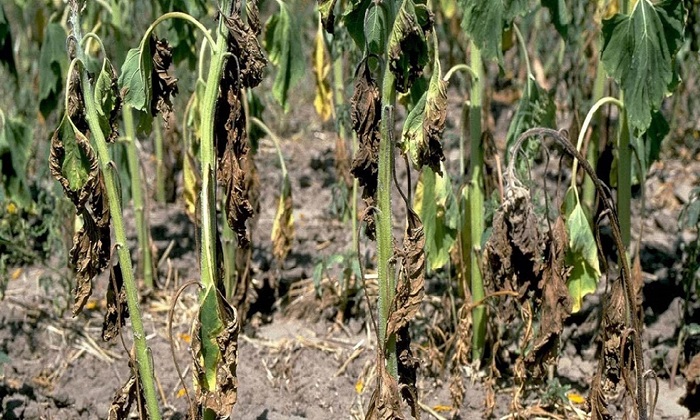 Telugu Blackplastic, Copper, Oxysporum, Ginger Crop, Pusariumwilt-Latest News -