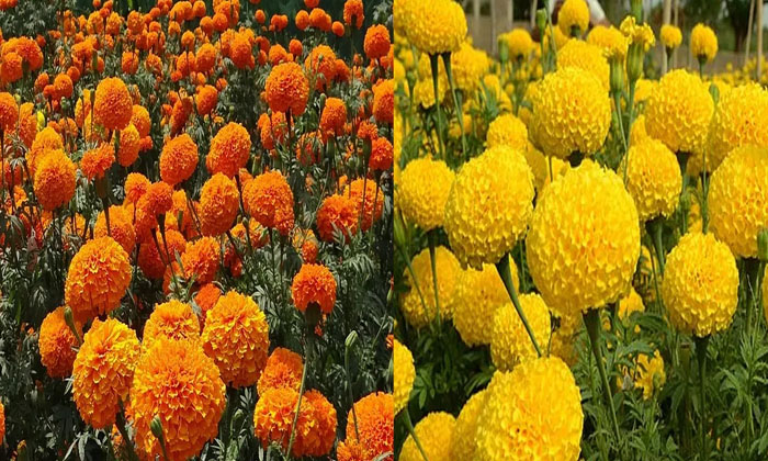 Telugu Acephate, Aphids, Arka Agni, Arka Bangara, French, Marigold Crop, Pusabas