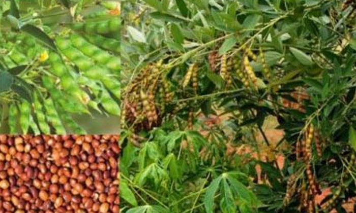  Methods To Prevent Dry Pests That Cause Serious Damage To Kandi Crop-TeluguStop.com