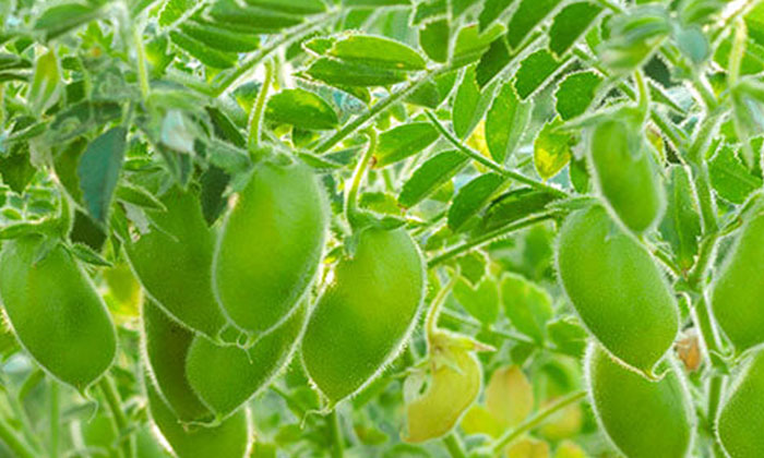 Telugu Methodsgreen, Peanut Crop, Pendimethalin-Latest News - Telugu