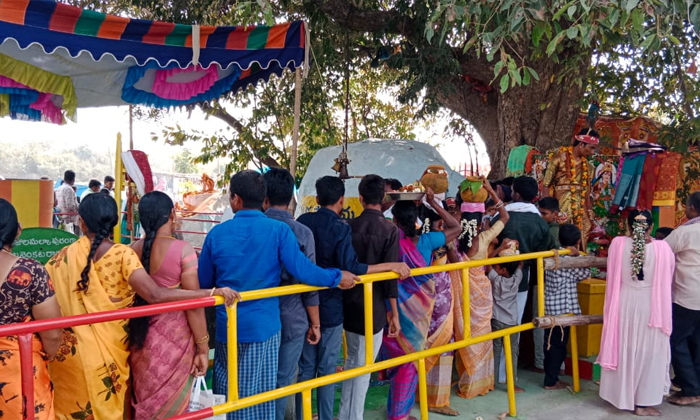  Mini Sammakka Sarakka Jatara Continues In Grandeur, Mini Sammakka Sarakka Jatara-TeluguStop.com