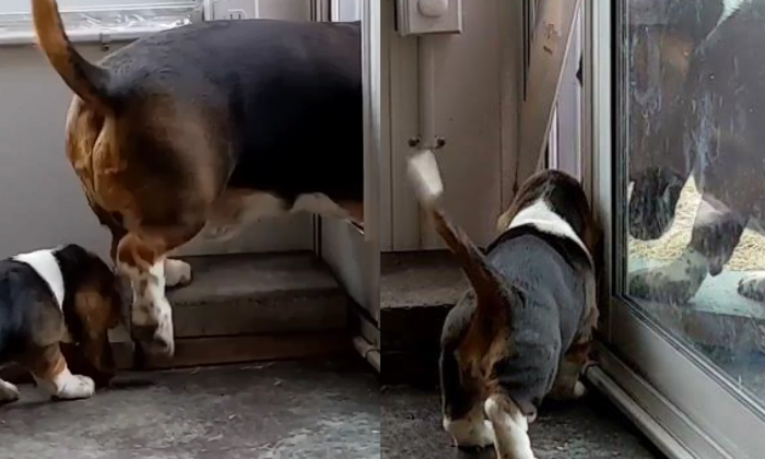  Mother Dog Teaches Her Puppy How To Use The Pet Door-TeluguStop.com