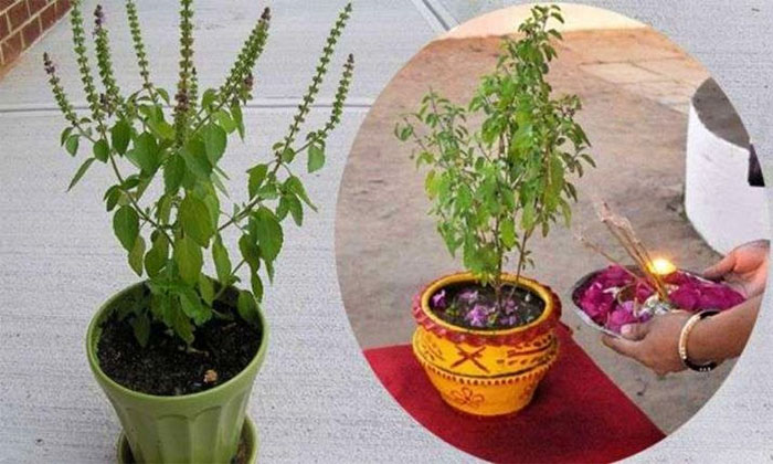  Must Follow These Rules Before Throwing Away Dried Basil Plant At Home-TeluguStop.com