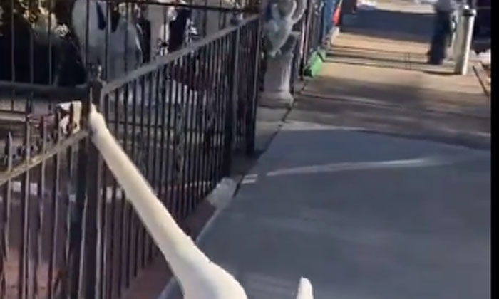 Netizens Praise The Person Who Saved The Swan Stuck In The Fence Netizens Praise The Person Who Saved The Swan Stuck In The Fence-TeluguStop.com