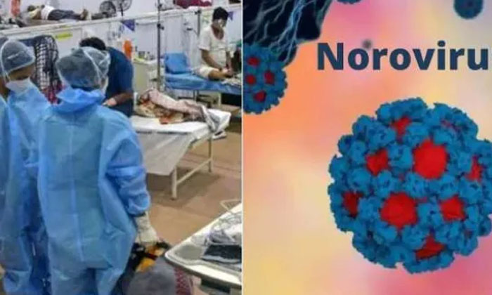 Telugu Cdc, Norovirus, Northeastern, Stomach Bug, Symptoms-Telugu NRI