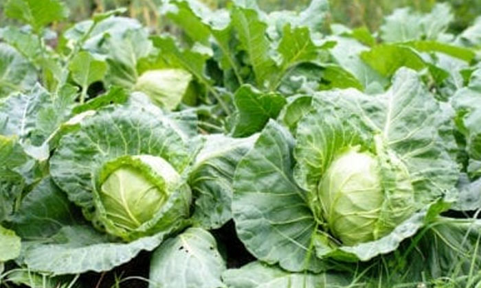  Methods Of Preventing Black Rot Pests In Cabbage Cultivation-TeluguStop.com