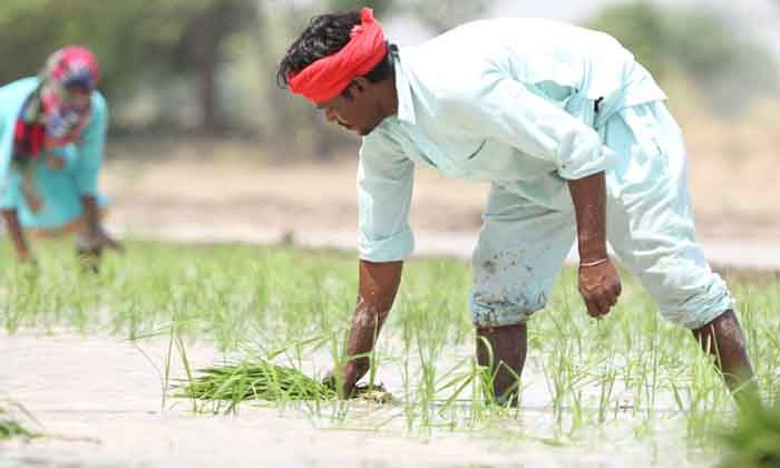 Telugu Agriculture, Farmers, Field, Paddy, Pilli Pesara, Urea-Latest News - Telu