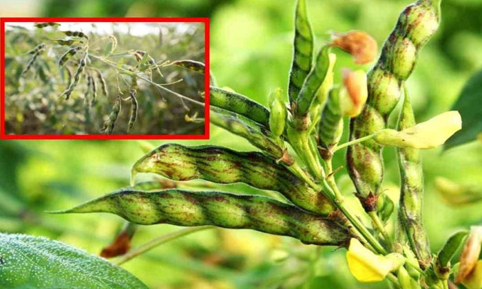  Measures To Protect Pigeon Pea Crop From Leafhoppers-TeluguStop.com