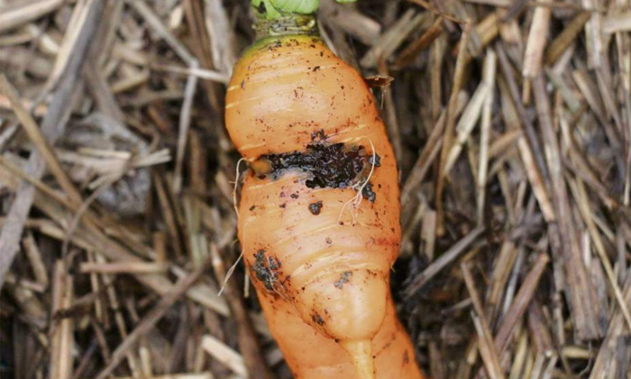 Telugu Agriculture, Carrot, Carrot Crop, Carrotcrop, Carrot Rots, Techniques, Ro