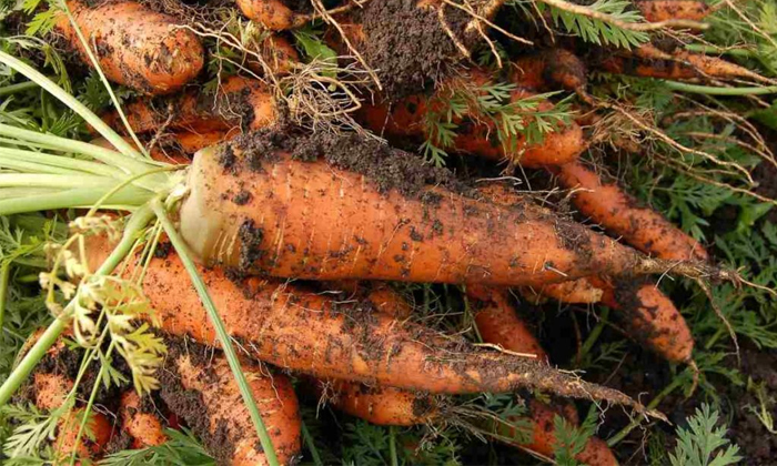 Telugu Agriculture, Carrot, Carrot Crop, Carrotcrop, Carrot Rots, Techniques, Ro